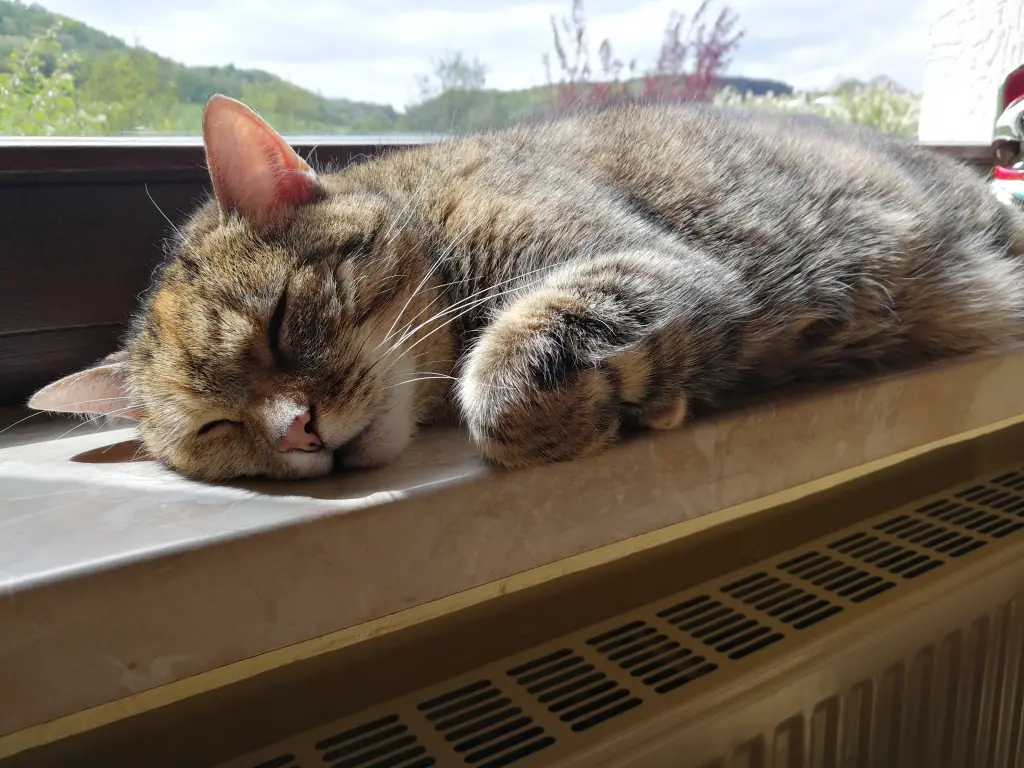 Condolence image of Mama Daniela für mein Engelchen Pauline ♥️