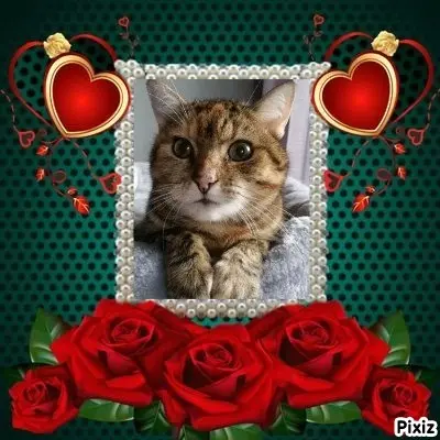 Condolence image of Sternchenpost ⭐