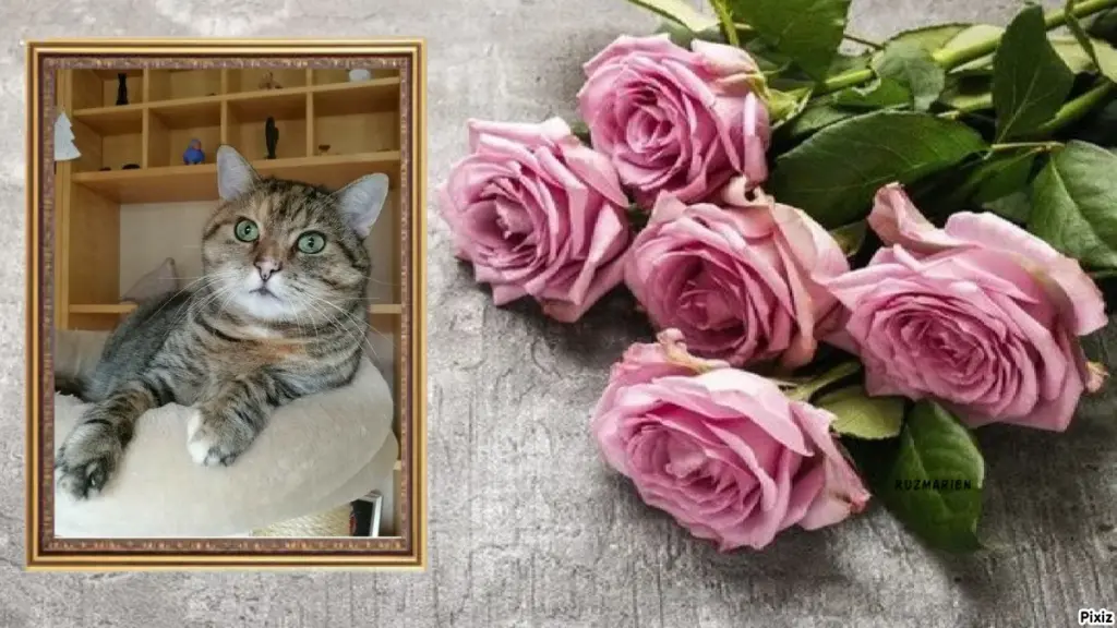 Condolence image of Tanja mit Timmy im Herzen