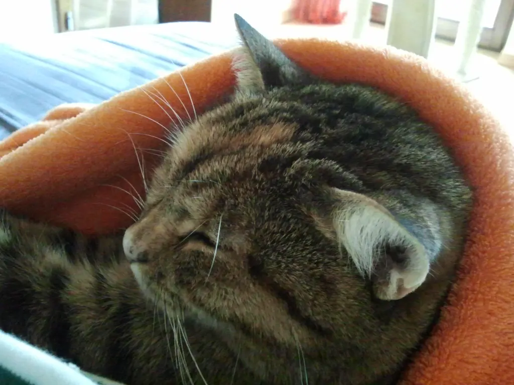 Condolence image of Schlaf gut mein Engelchen ❤️