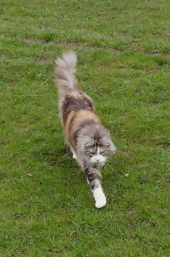 Condolence image of Corinna mit Emma, Pummelchen und anderen Sternlein im ❤️