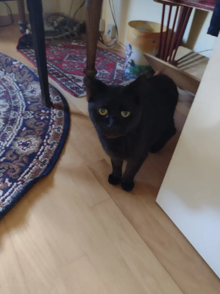 Condolence image of Blacky