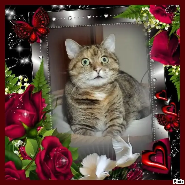 Condolence image of Tanja mit Timmy im Herzen