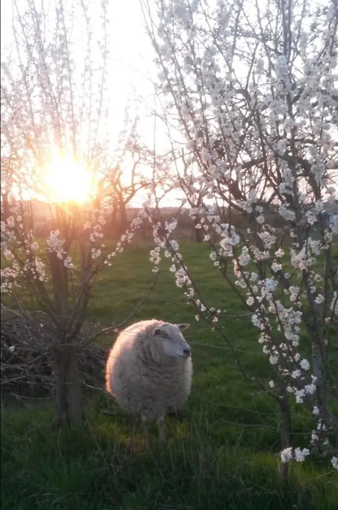 Condolence image of Corinna mit Emma, Pummelchen und anderen Sternlein im ❤️