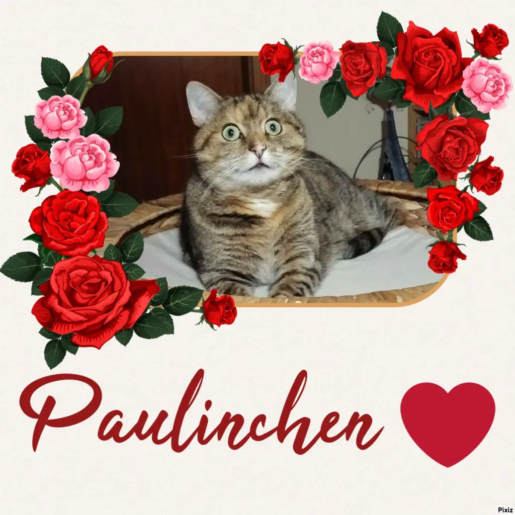 Condolence image of Tanja mit Timmy im Herzen 