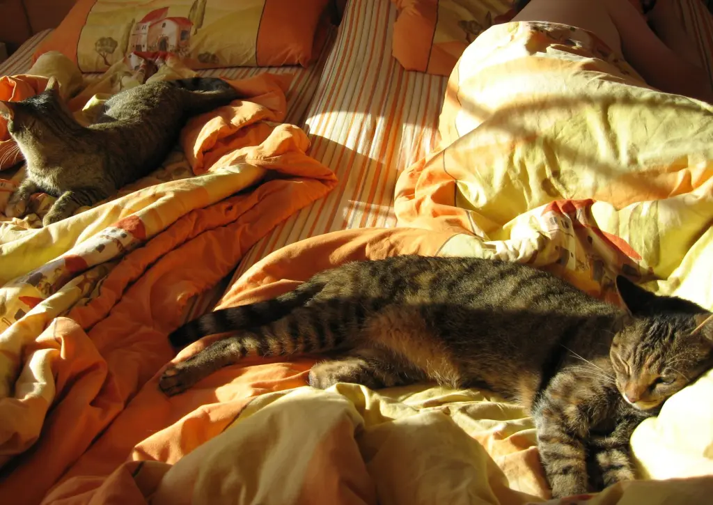 Condolence image of Marple und Christie an Pauline