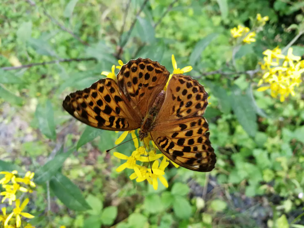Condolence image of an mein Engelchen ❤️