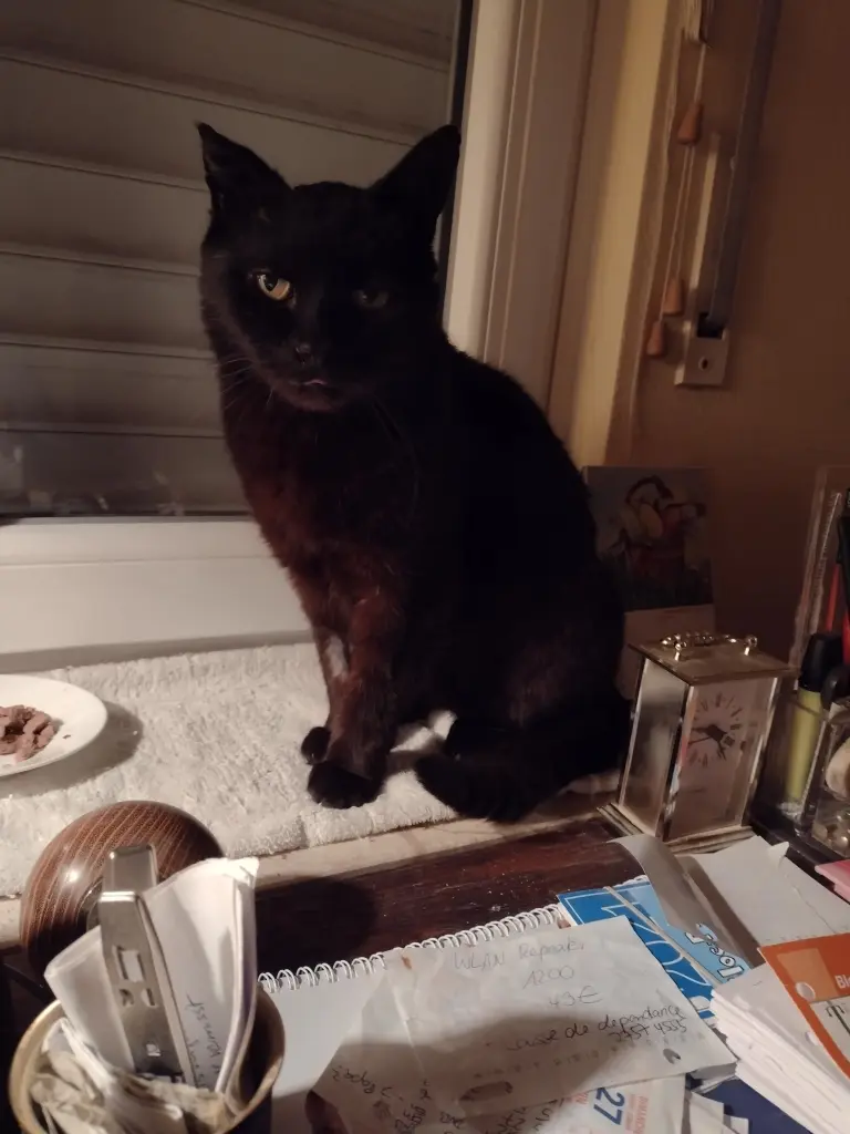 Condolence image of Corinna mit Emma, Pummelchen und anderen Sternlein im ❤️