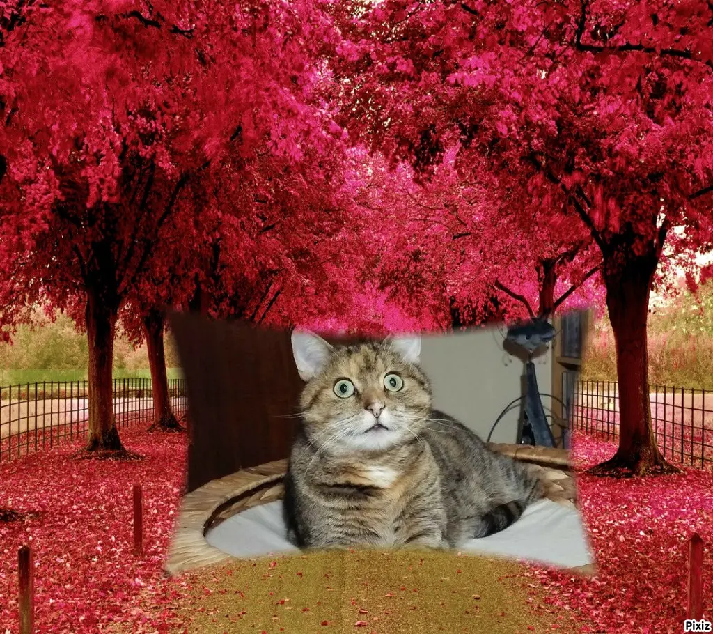 Condolence image of Tanja mit Timmy im Herzen 