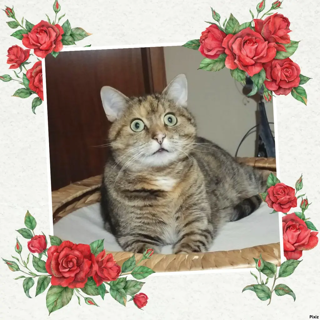 Condolence image of Tanja mit Timmy im Herzen 