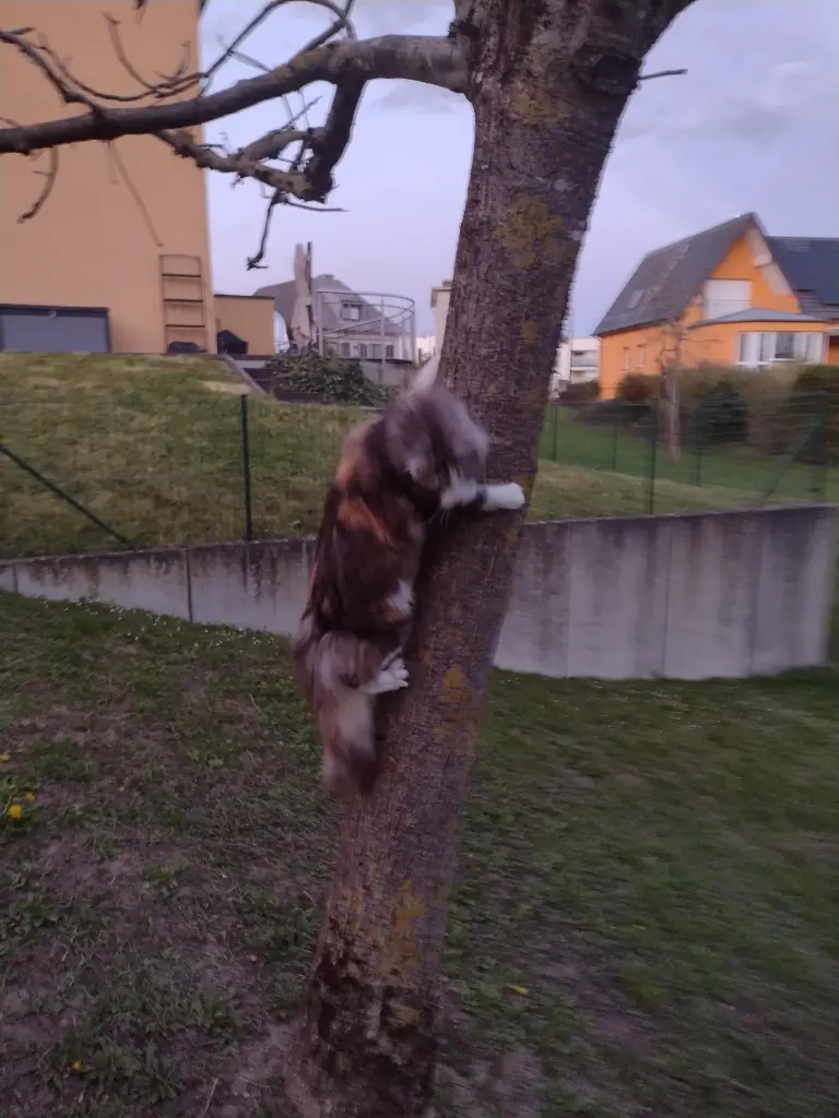 Condolence image of Corinna mit Emma, Pummelchen und anderen Sternlein im ❤️
