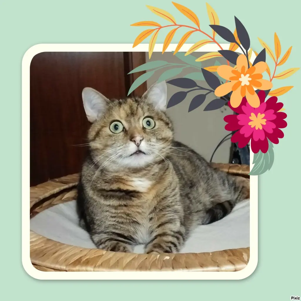 Condolence image of Tanja mit Timmy im Herzen 