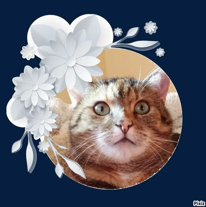 Condolence image of Sternchenpost ⭐