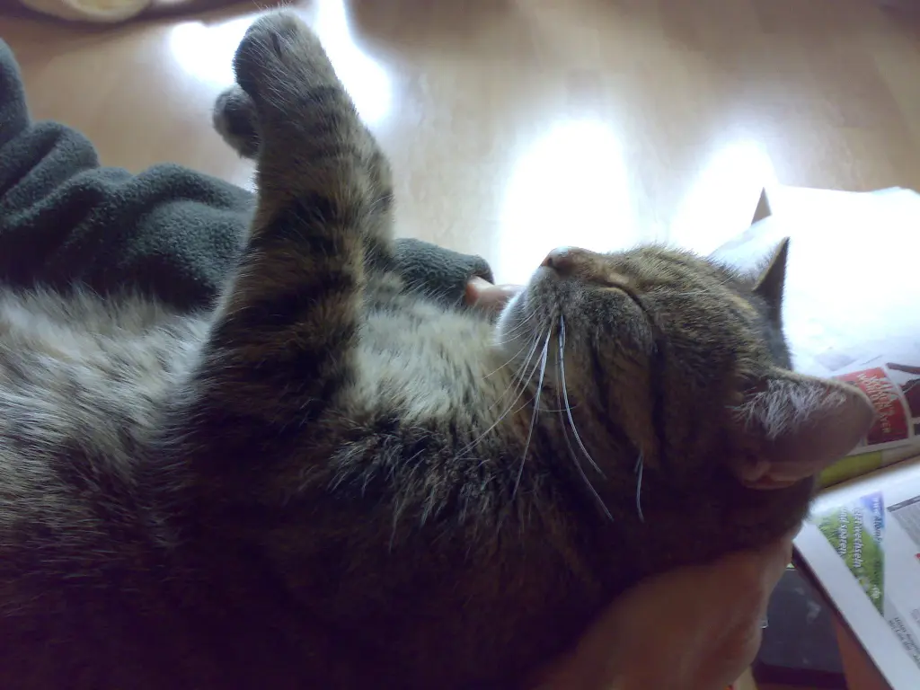 Condolence image of an mein Sternenkind ❤️