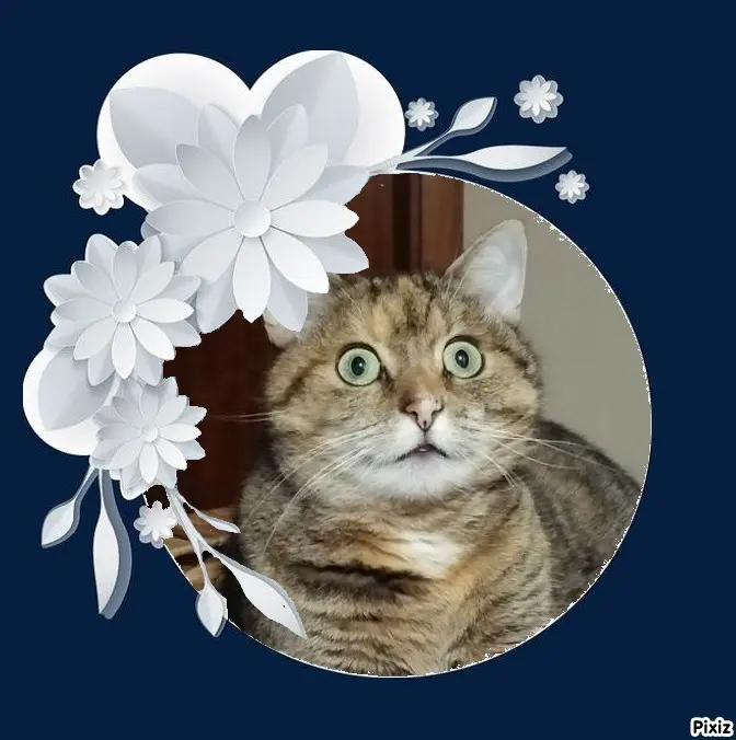 Condolence image of Tanja mit Timmy im Herzen 