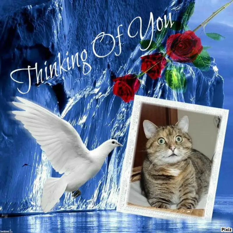 Condolence image of Tanja mit Timmy im Herzen 