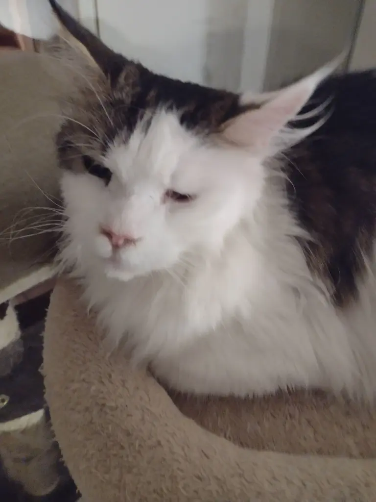 Condolence image of Corinna &,Emmeli