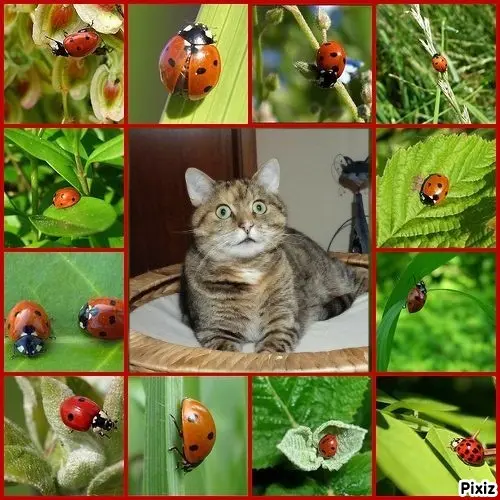 Condolence image of Tanja mit Timmy im Herzen 