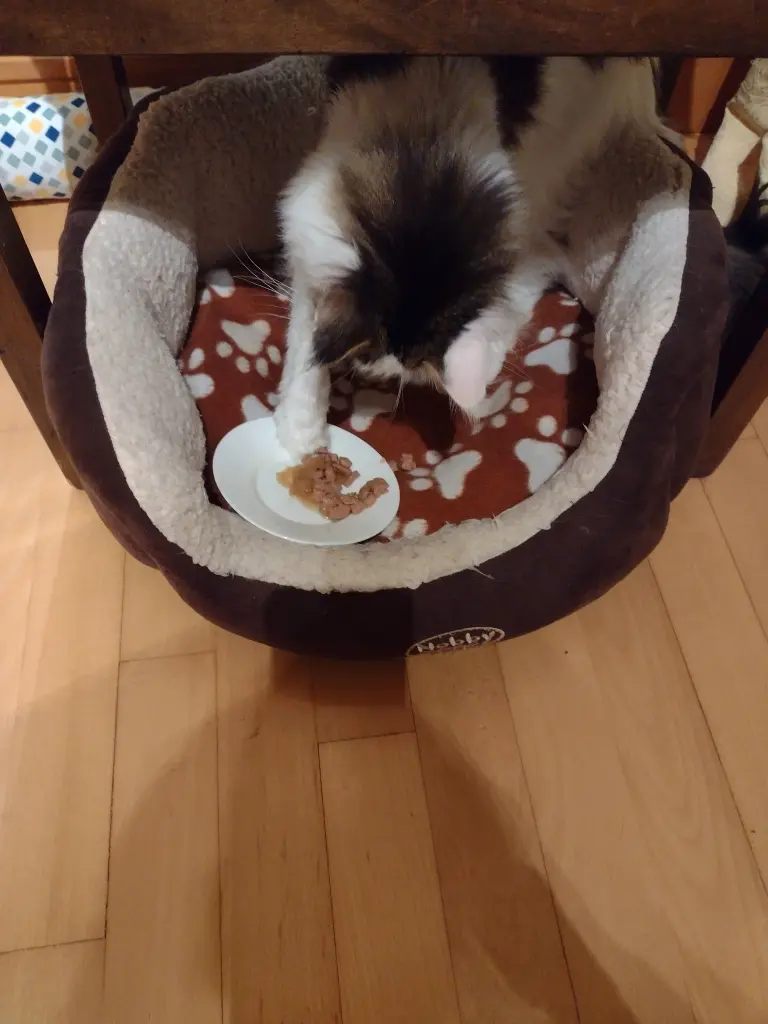 Condolence image of Corinna mit Emma, Pummelchen und anderen Sternlein im ❤️