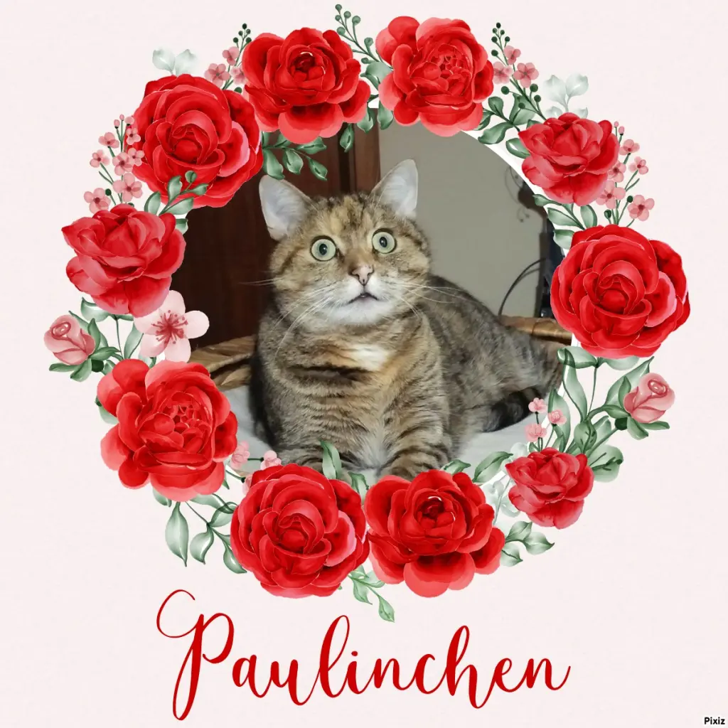 Condolence image of Tanja mit Timmy im Herzen 