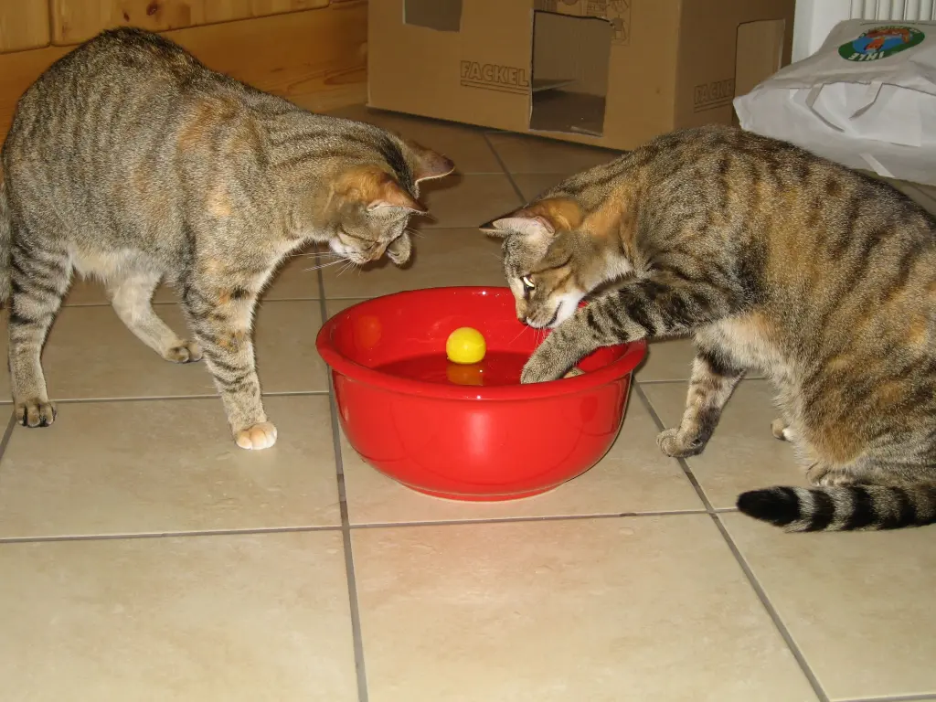 Condolence image of Post an die schönste Prinzessin Pauline