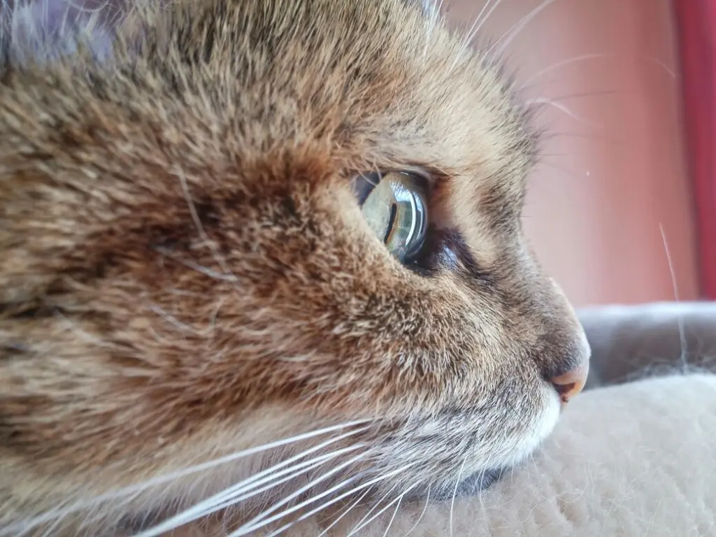 Condolence image of Daniela  an mein Liebchen ❤️