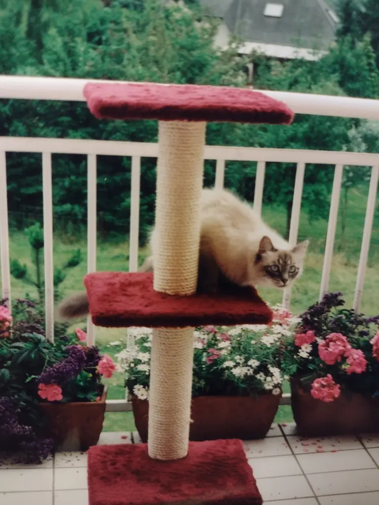 Condolence image of Corinna mit Emma, Pummelchen und anderen Sternlein im ❤️