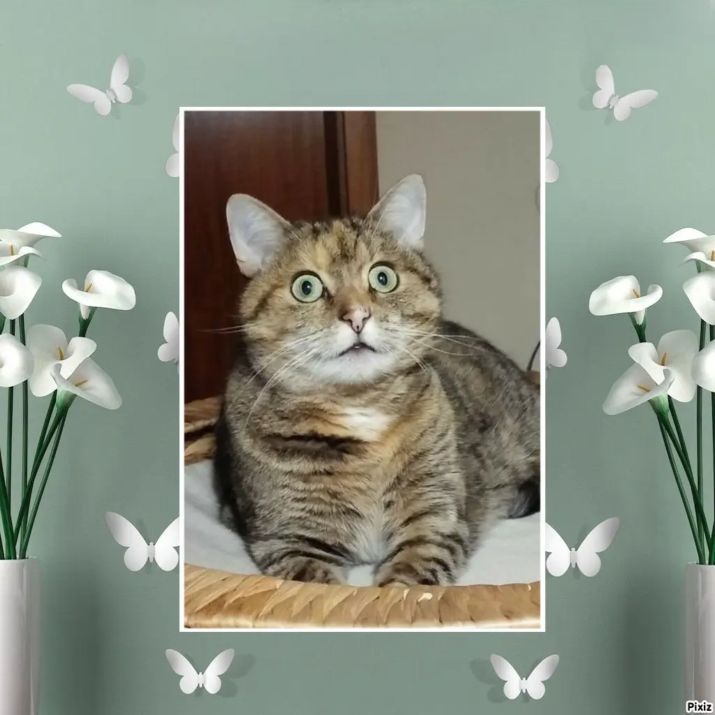 Condolence image of Tanja mit Timmy im Herzen 