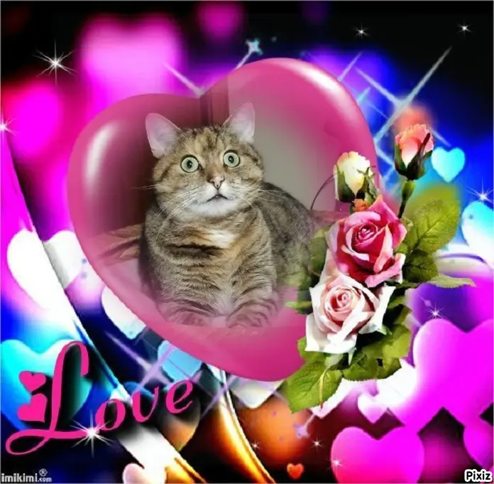 Condolence image of Tanja mit Timmy im Herzen 