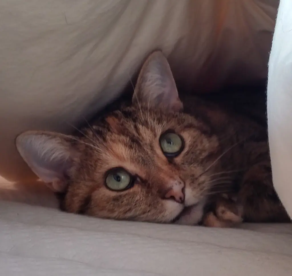 Condolence image of Mama Daniela  an mein Engelchen ❤️