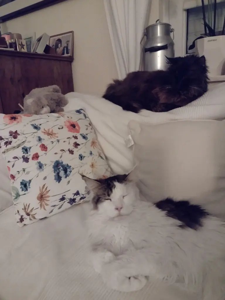 Condolence image of Corinna mit Emma, Pummelchen und anderen Sternlein im ❤️