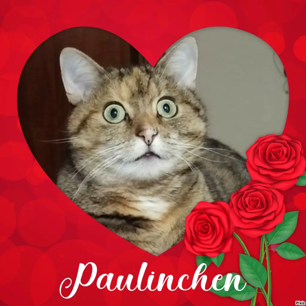 Condolence image of Tanja mit Timmy im Herzen 