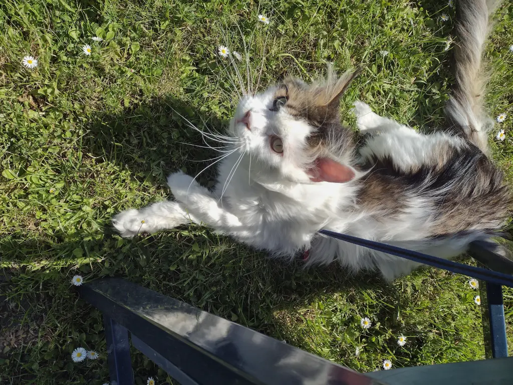 Condolence image of Corinna mit Emma, Pummelchen und anderen Sternlein im ❤️