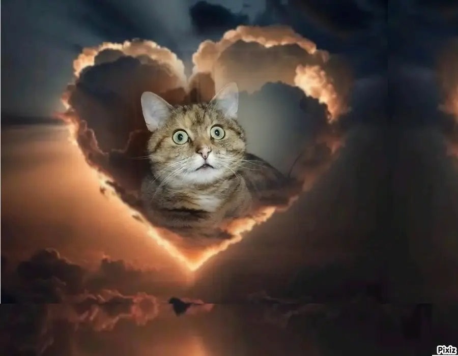 Condolence image of Tanja mit Timmy im Herzen 