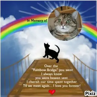 Condolence image of Tanja mit Timmy im Herzen