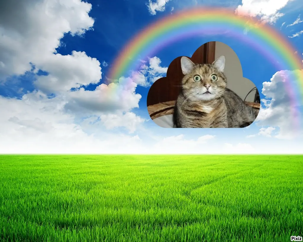 Condolence image of Post von Paulinchen an Mami Daniela ❤