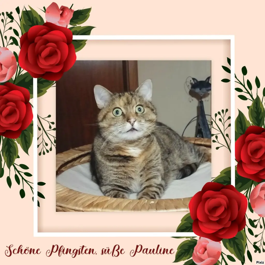 Condolence image of Tanja mit Timmy im Herzen