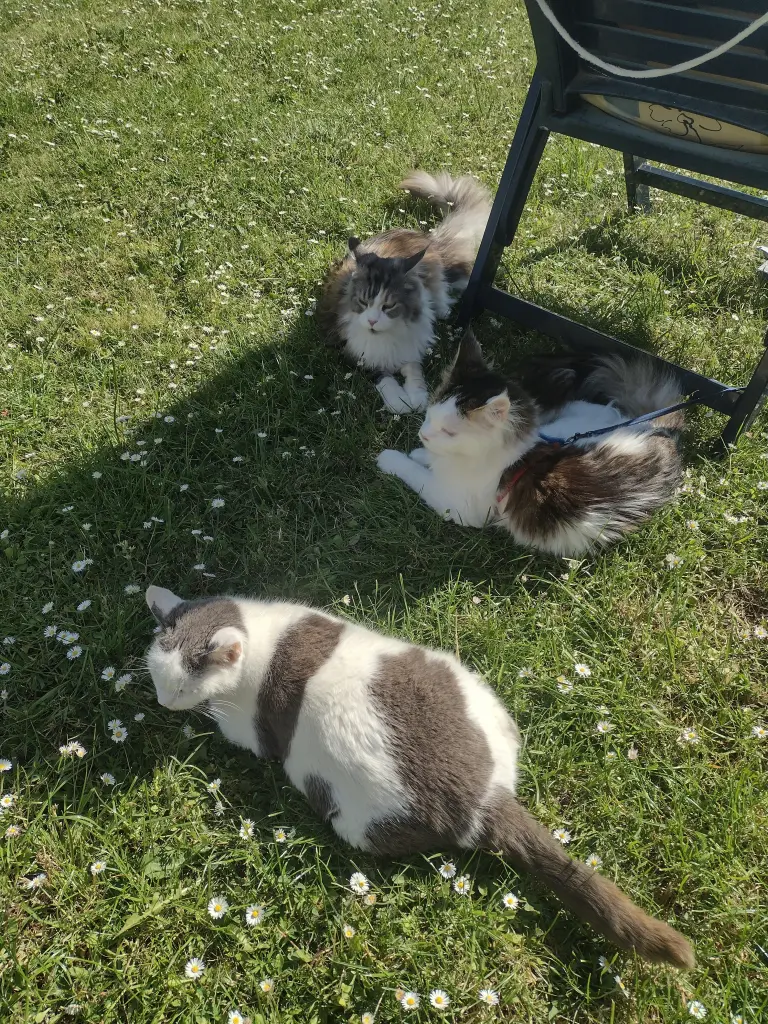 Condolence image of Corinna mit Emma, Pummelchen und anderen Sternlein im ❤️