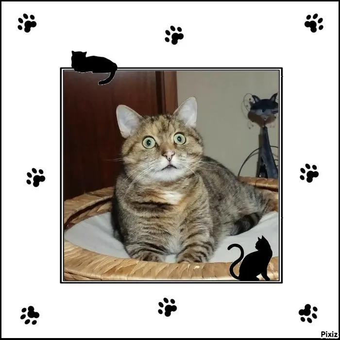 Condolence image of Tanja mit Timmy im Herzen 