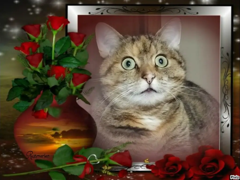 Condolence image of Tanja mit Timmy im Herzen 