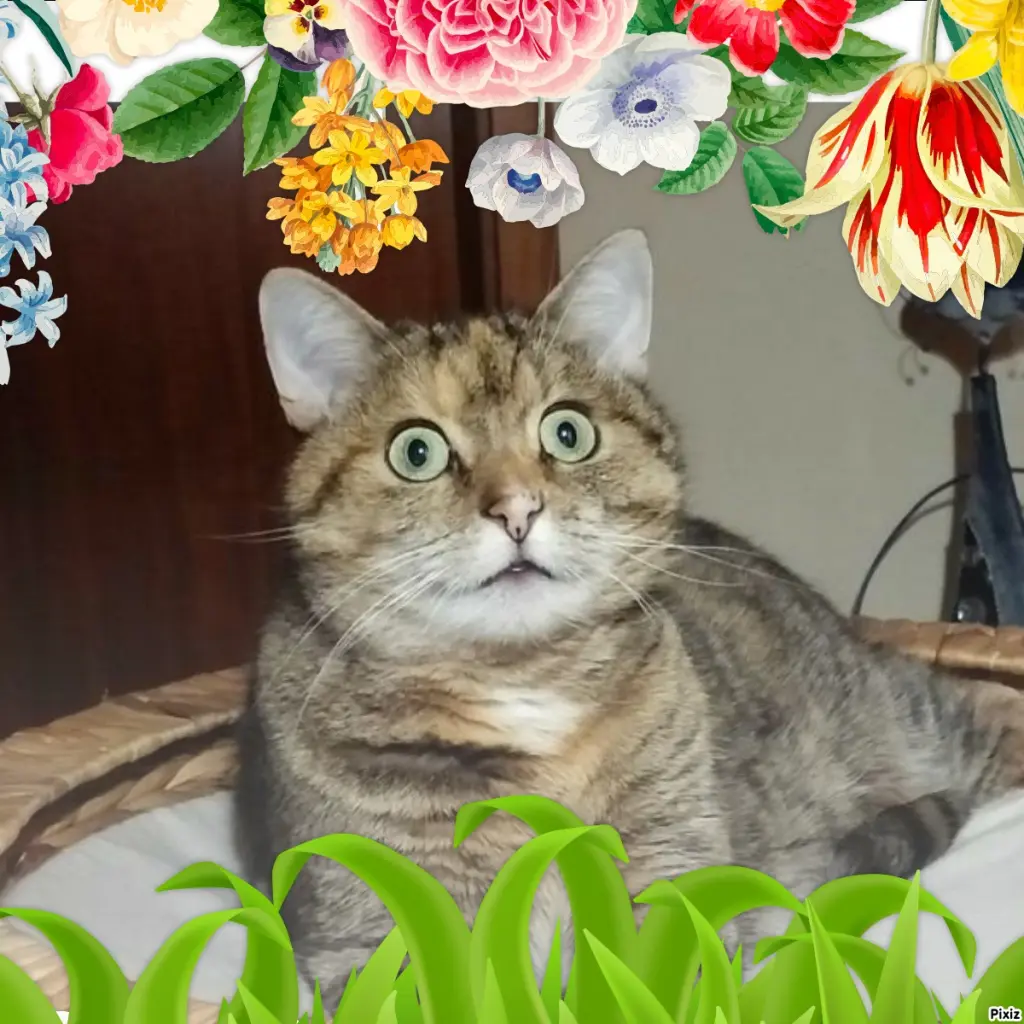 Condolence image of Tanja mit Timmy im Herzen 