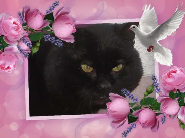 Condolence image of Carmen, Zausi und Ravi 