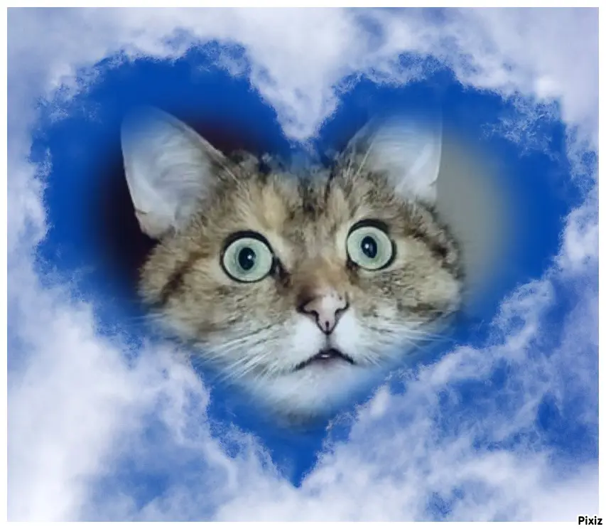 Condolence image of Tanja mit Timmy im Herzen 