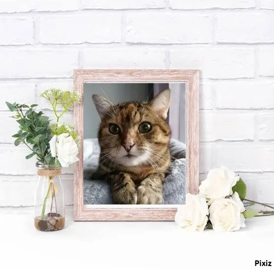 Condolence image of Patricia mit Bunny ❤️ 