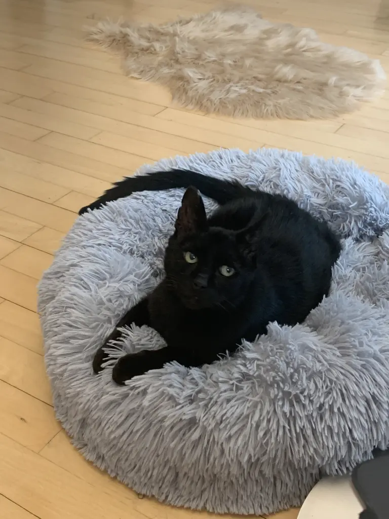 Condolence image of Carmen, Ravi Zausel