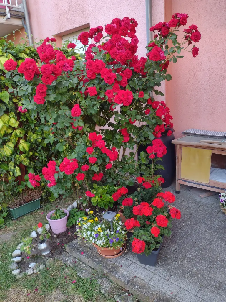Condolence image of Corinna mit Emma, Pummelchen und anderen Sternlein im ❤️