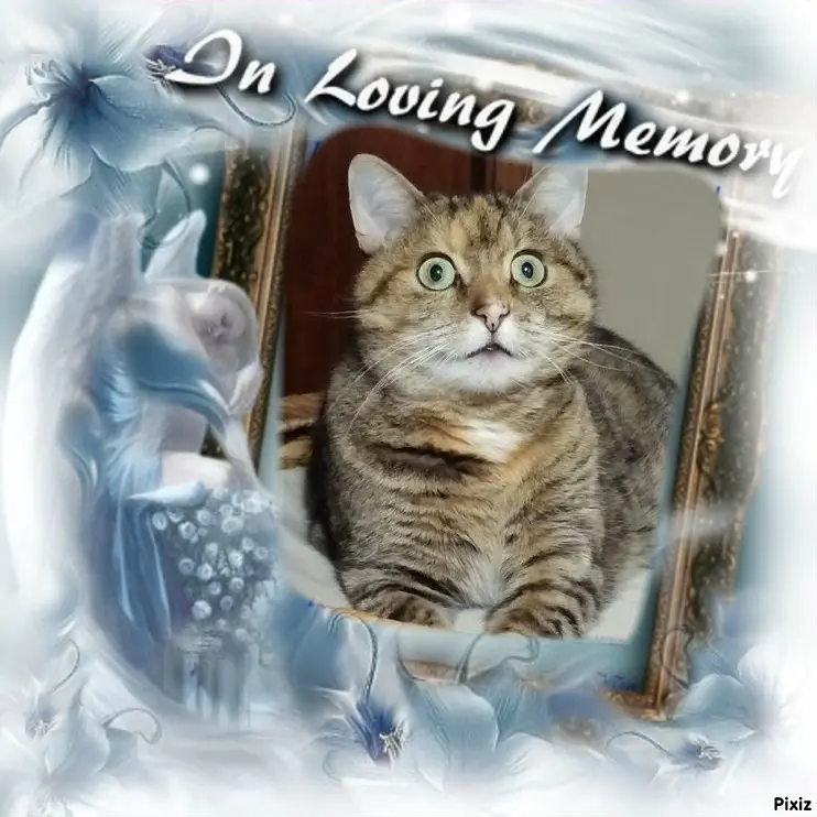 Condolence image of Tanja mit Timmy im Herzen 