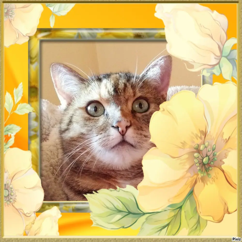 Condolence image of Sternchenpost ⭐