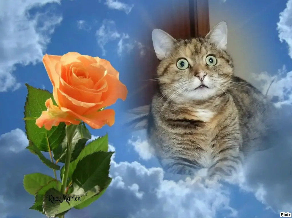 Condolence image of Tanja mit Timmy im Herzen 