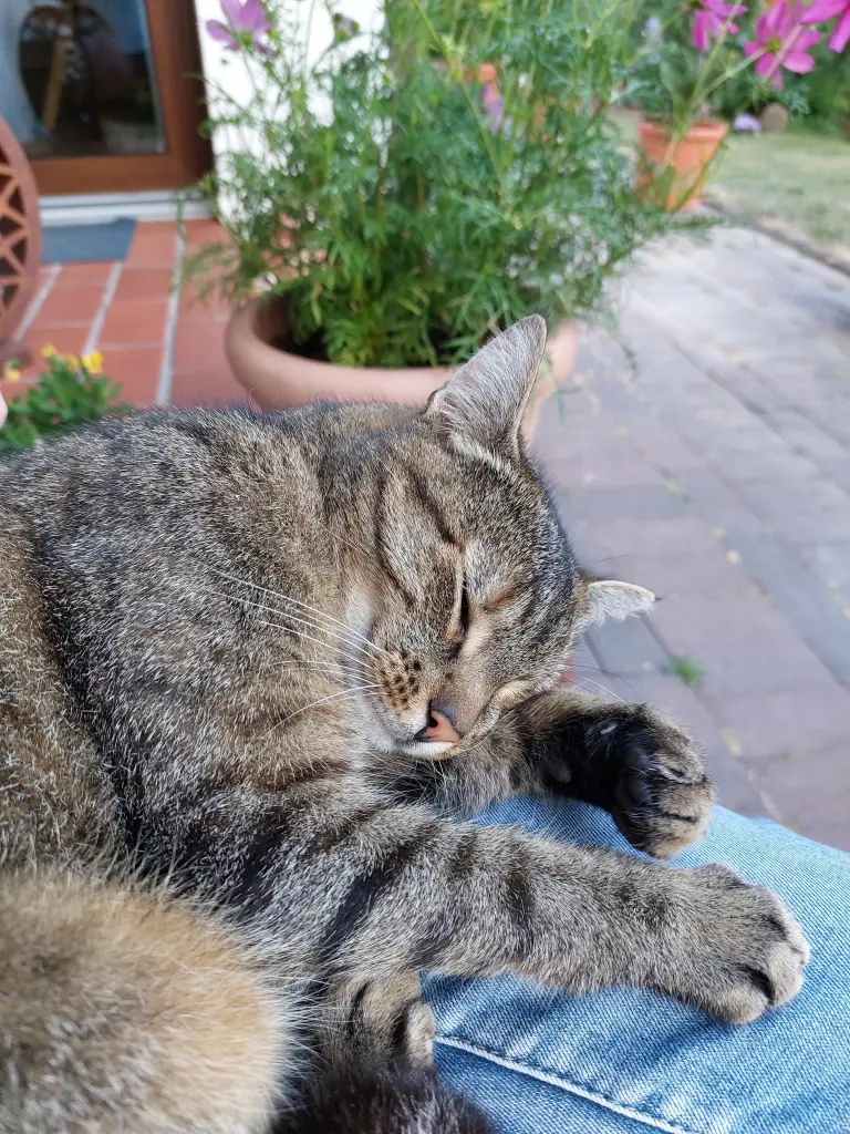 Condolence image of An mein Fellkind ❤️